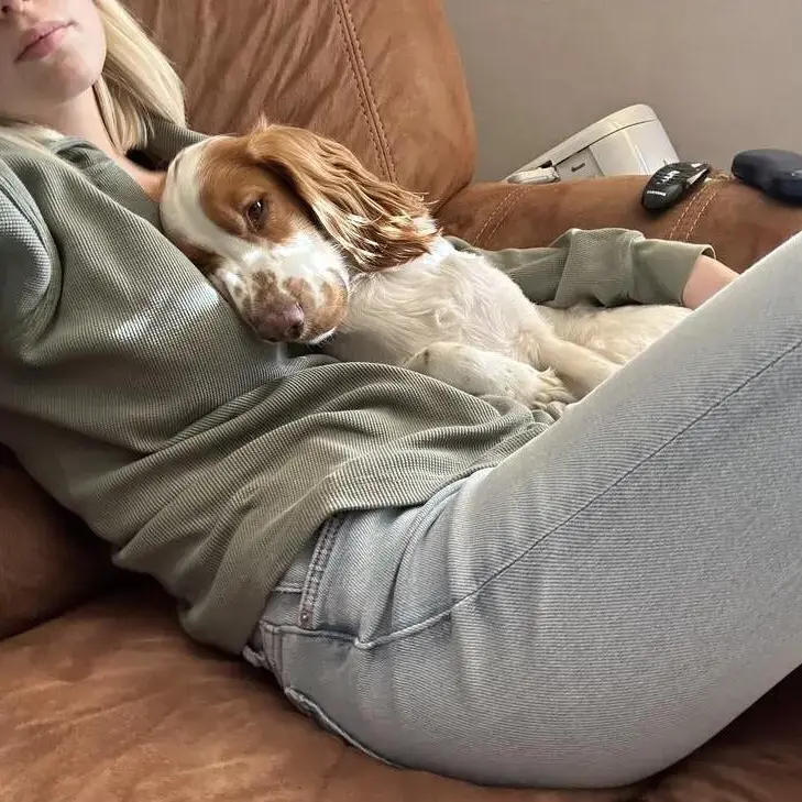 Cocker Spaniel (English)