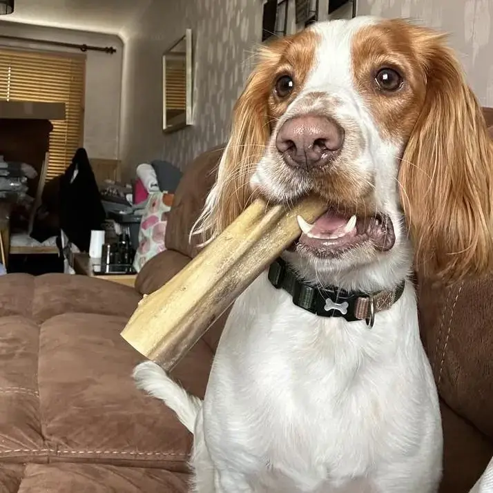 Cocker Spaniel (English)