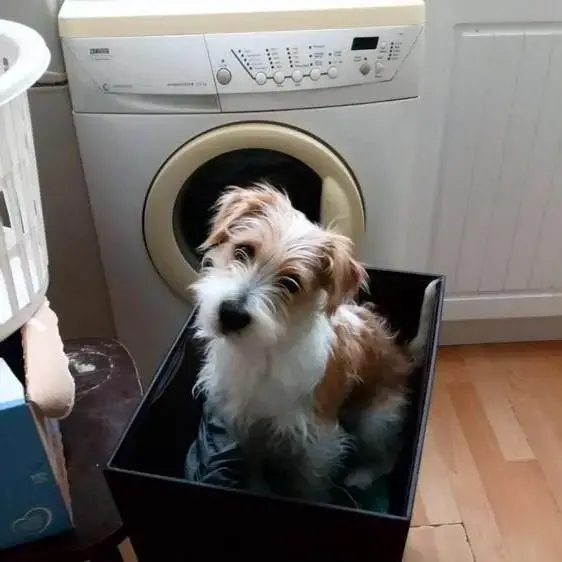 Jack Russell Terrier