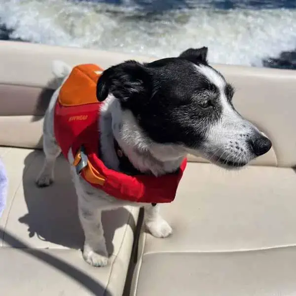 Jack Russell Terrier