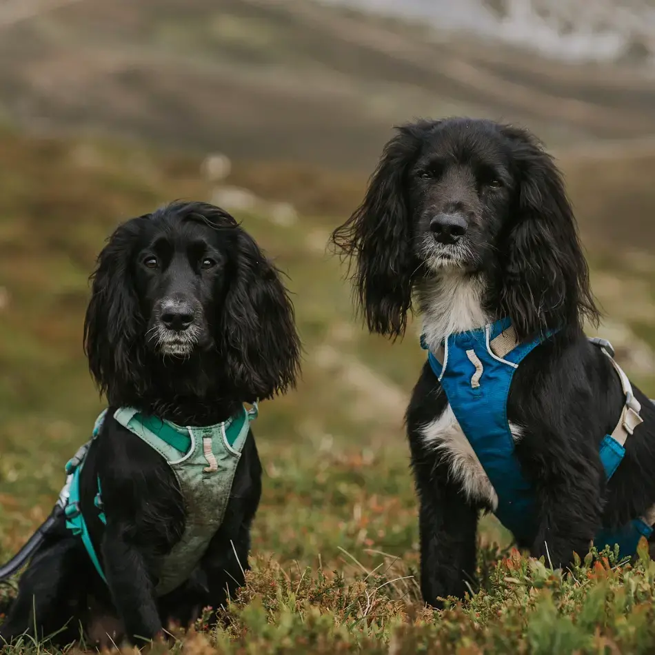 Springer Spaniel