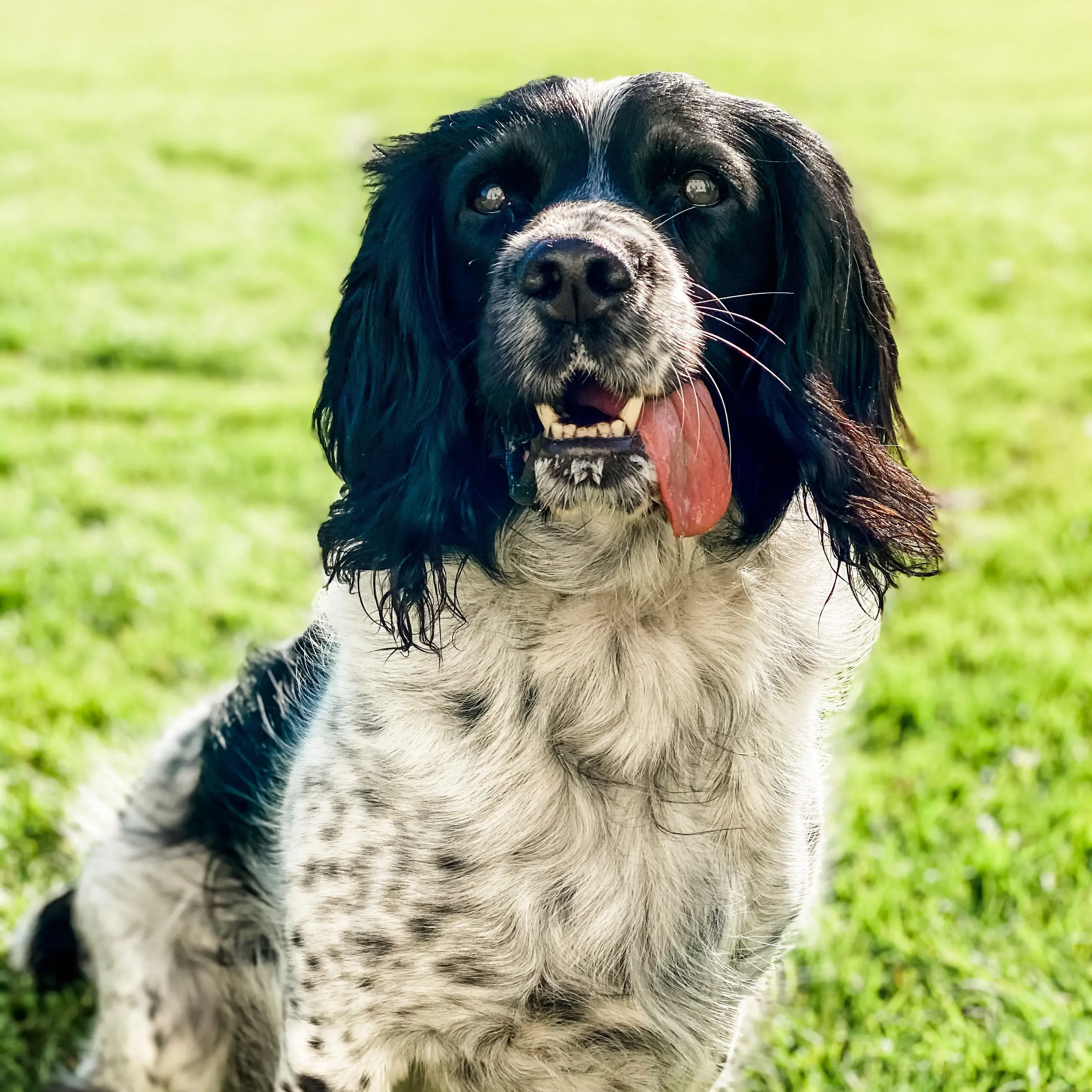 English Springer Spaniel