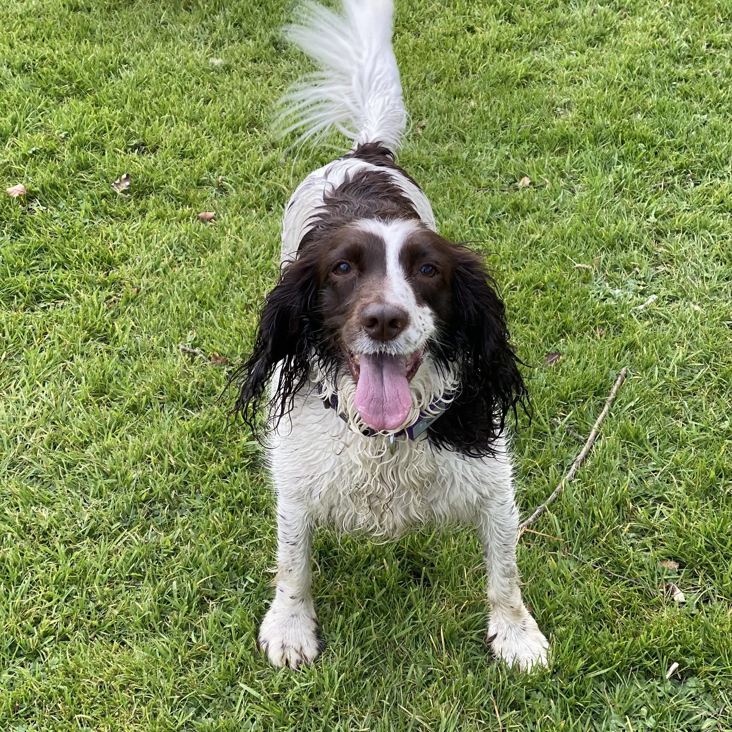 English Springer Spaniel