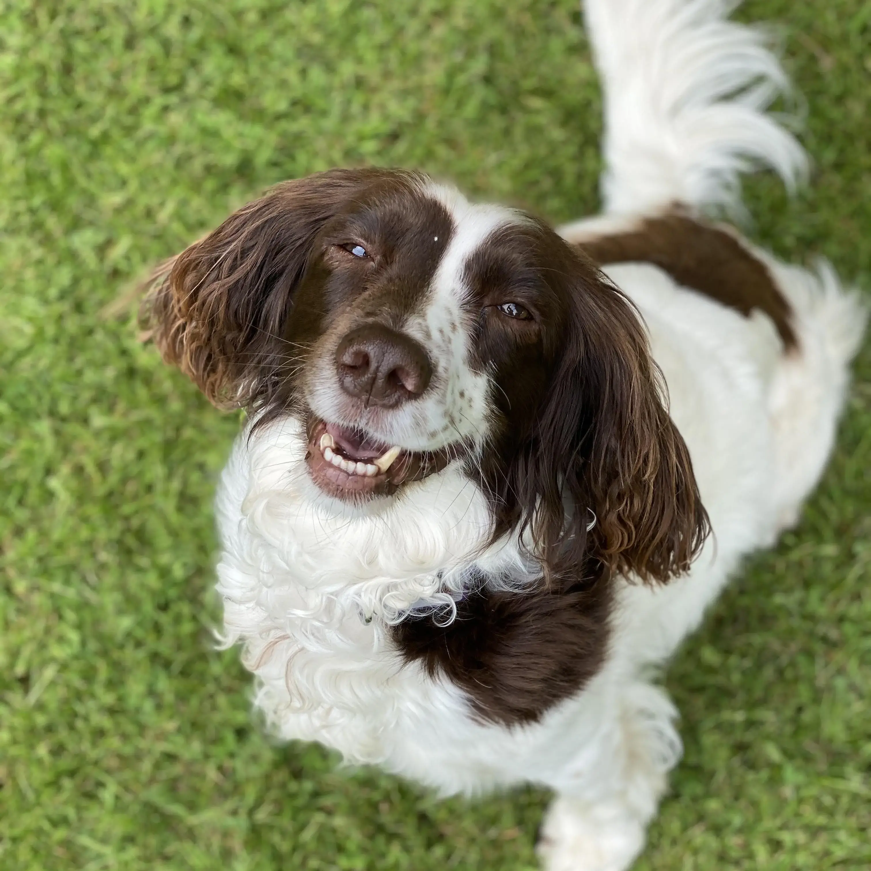 English Springer Spaniel