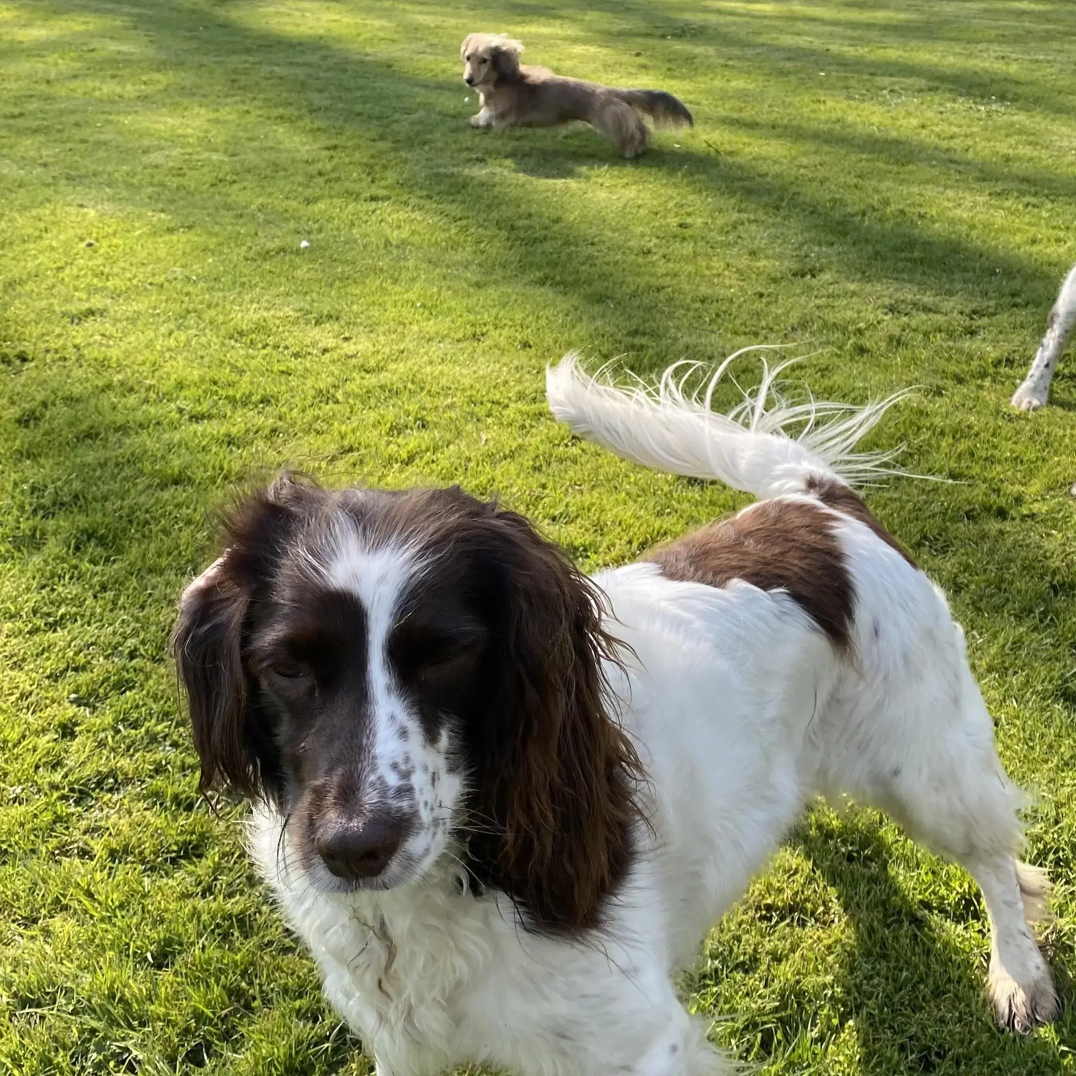 English Springer Spaniel
