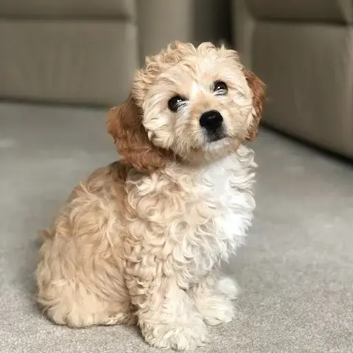 Cavapoo