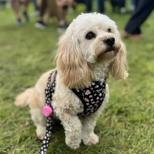 Cavapoo
