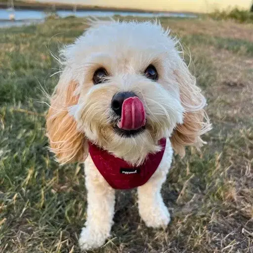 Cavapoo