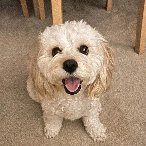 Cavapoo