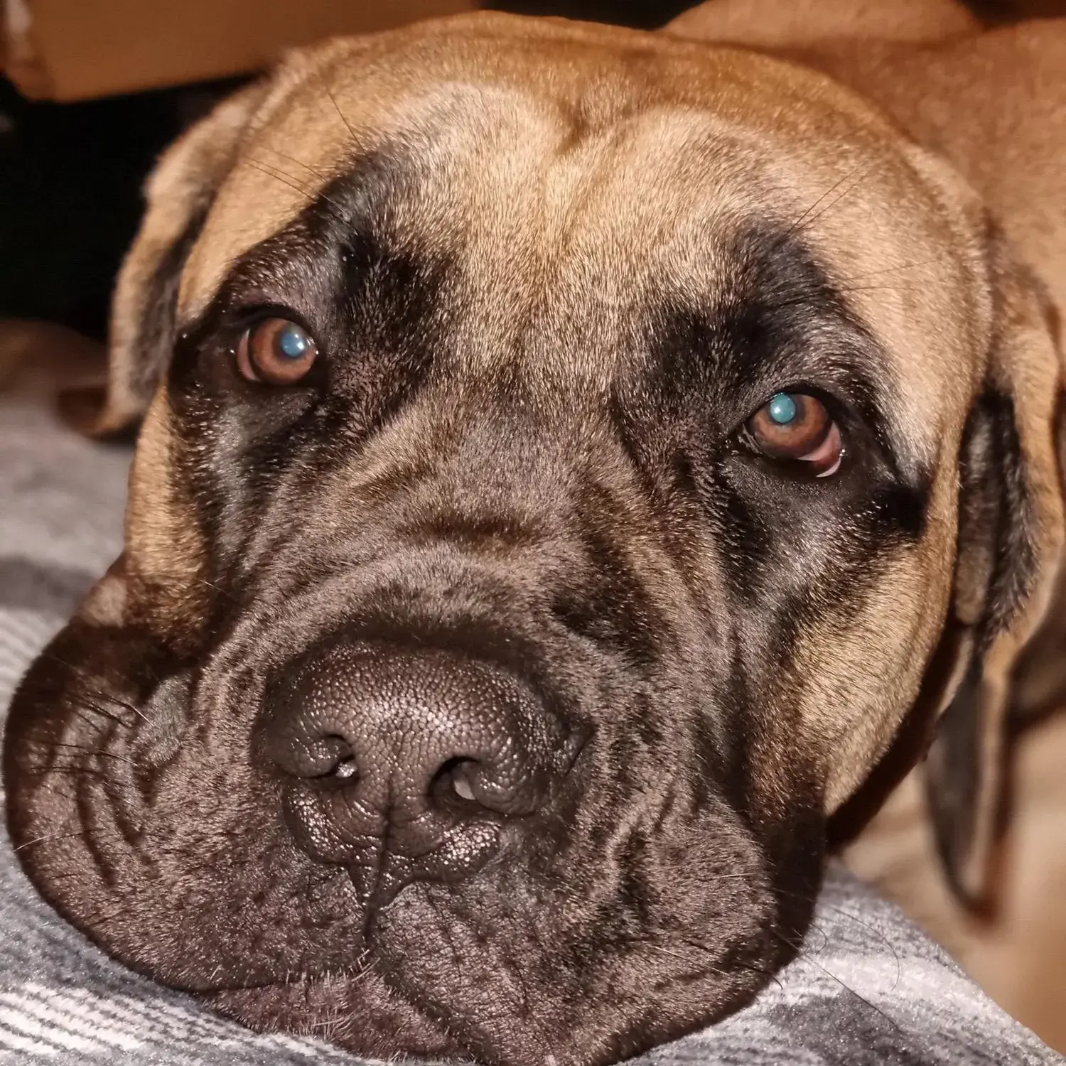Mastiff