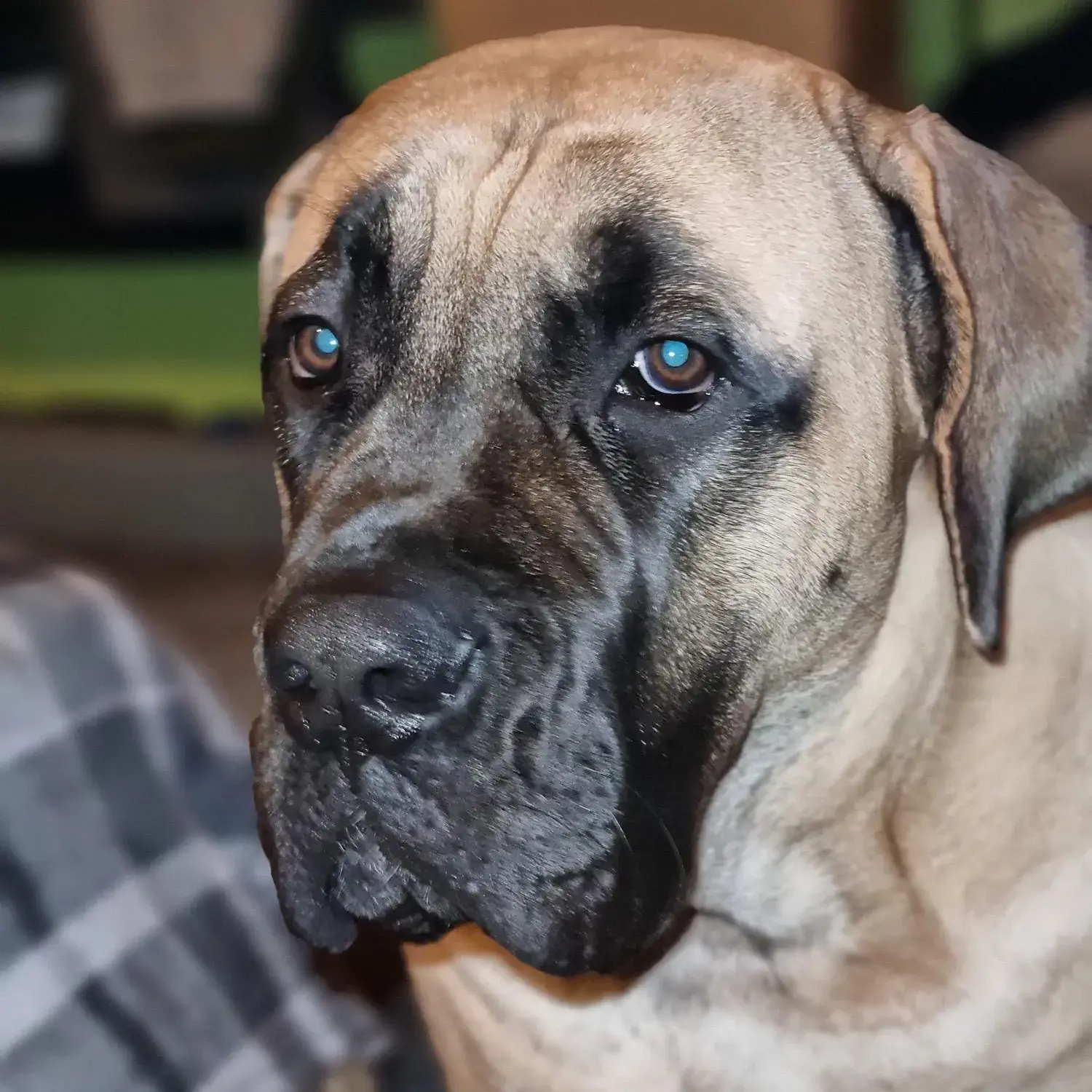Mastiff
