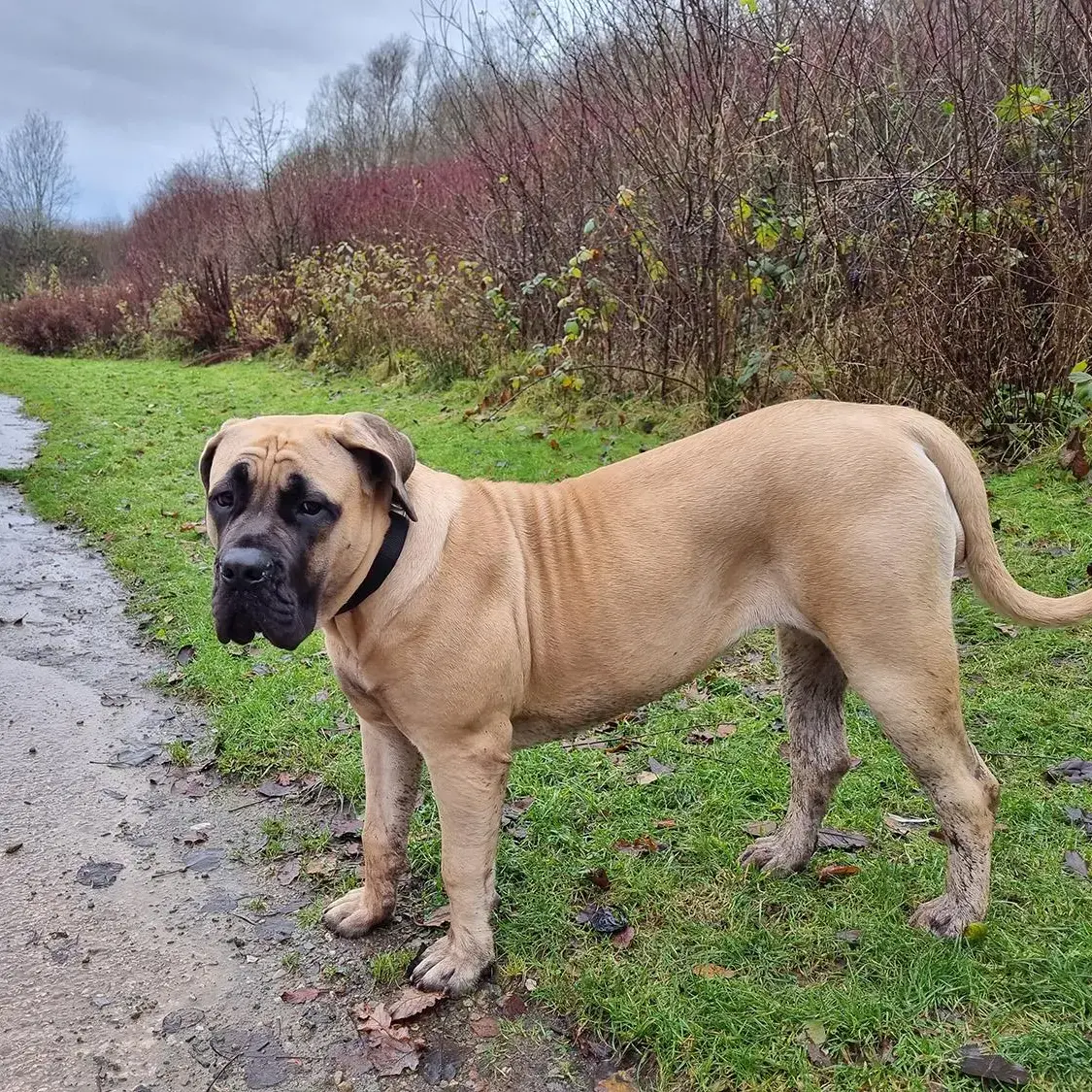 Mastiff
