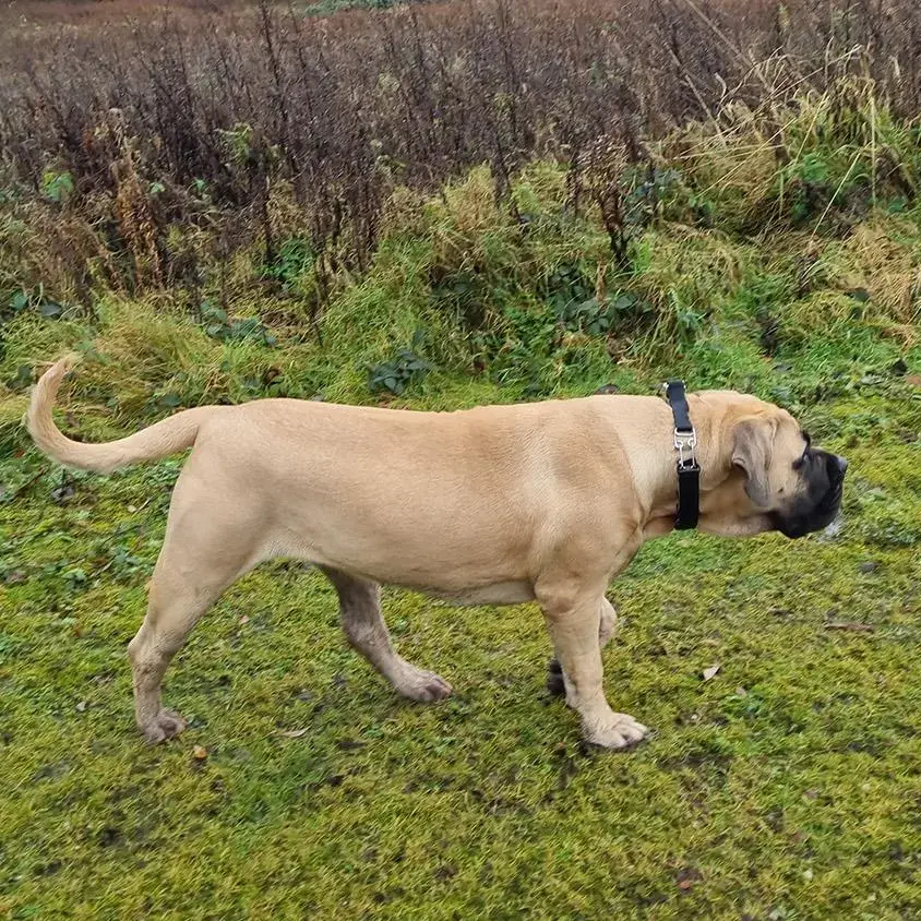 Mastiff