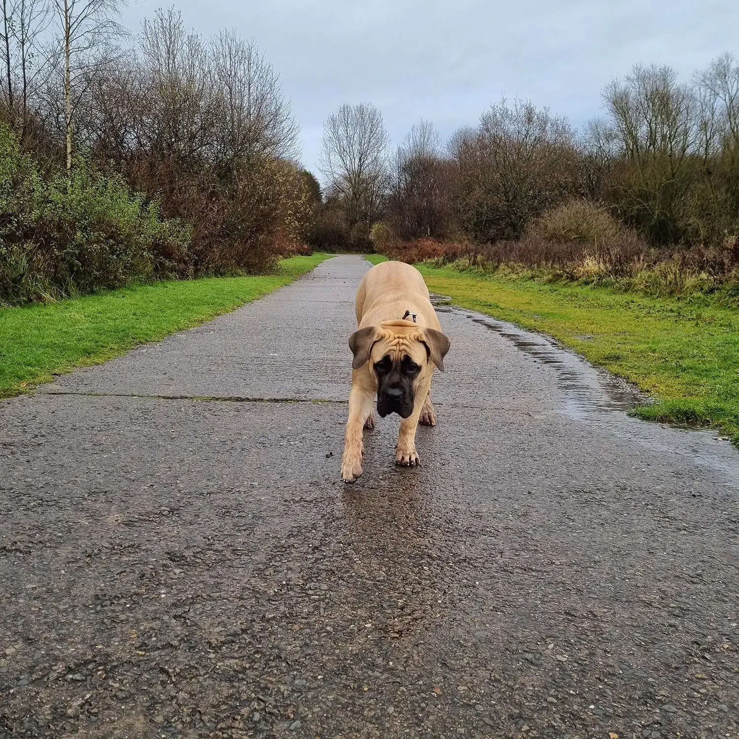 Mastiff