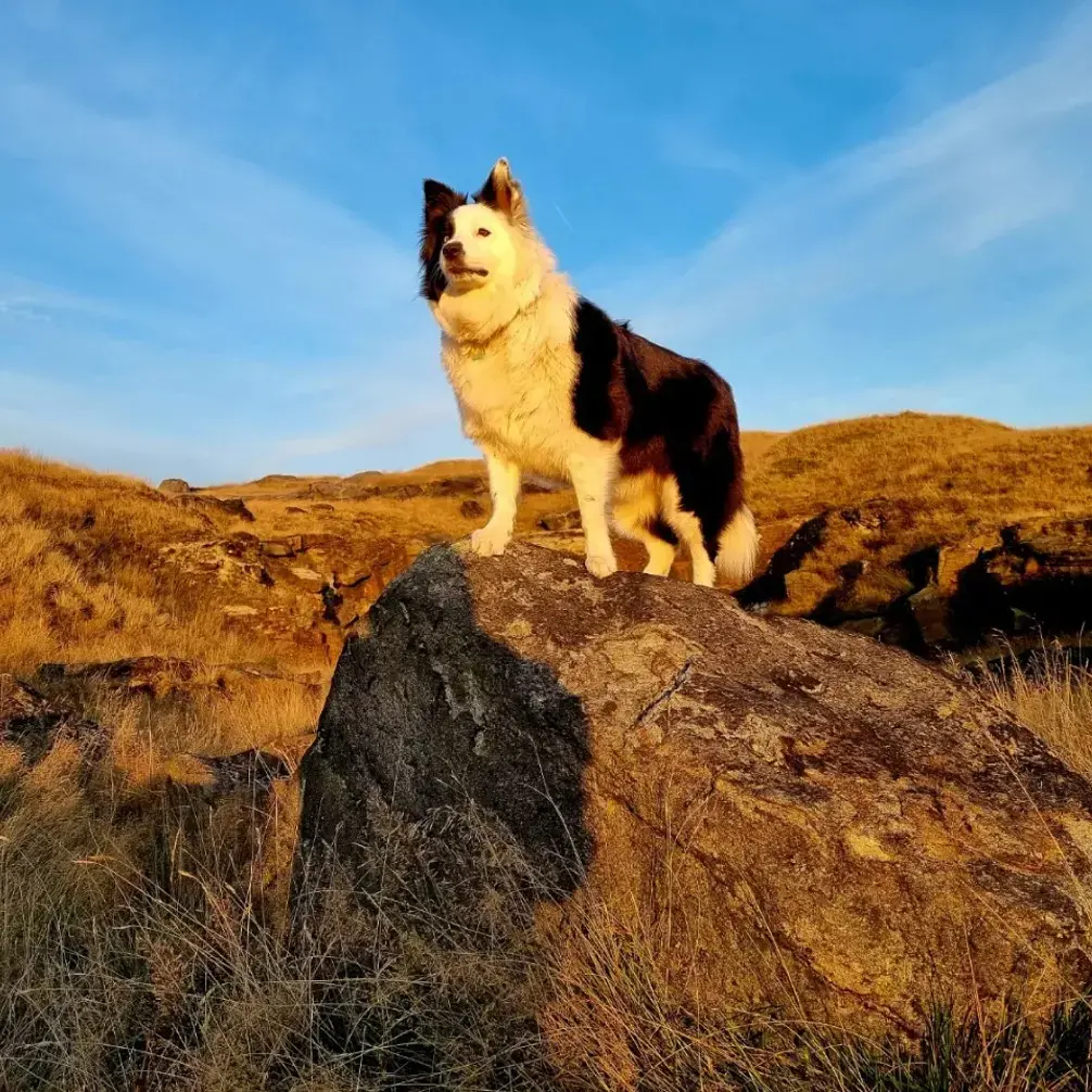 Border Collie