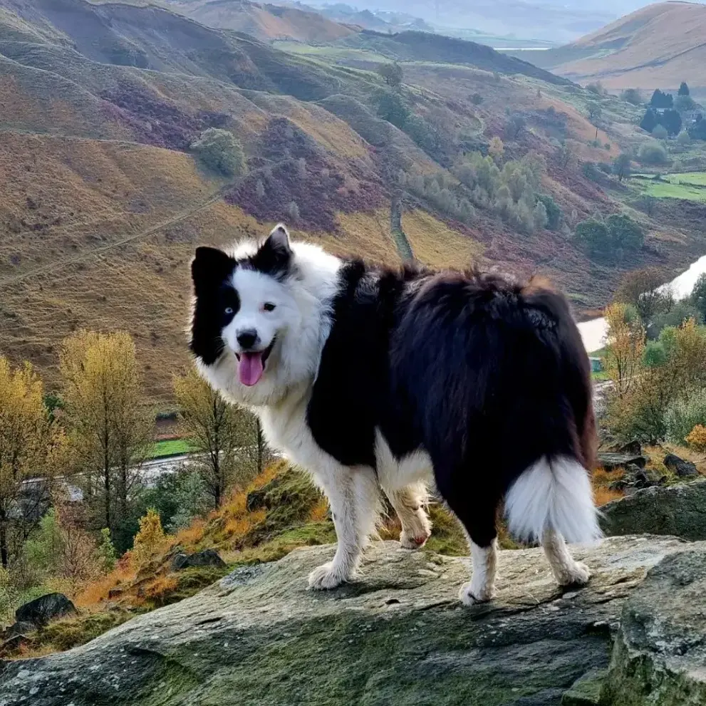 Border Collie