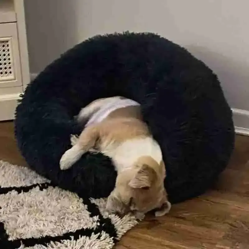 Jack Russell Terrier