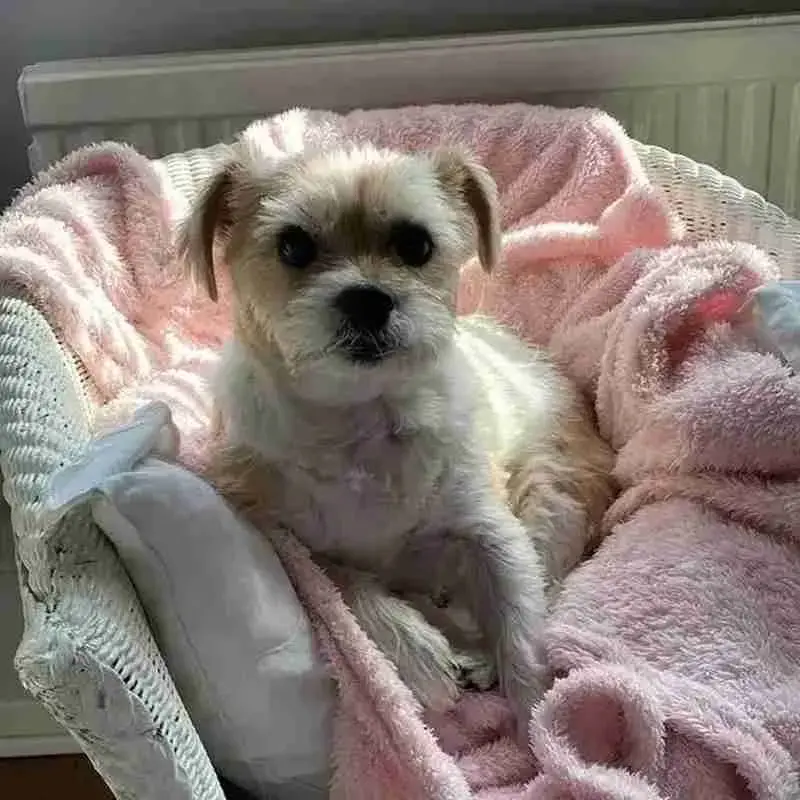 Jack Russell Terrier