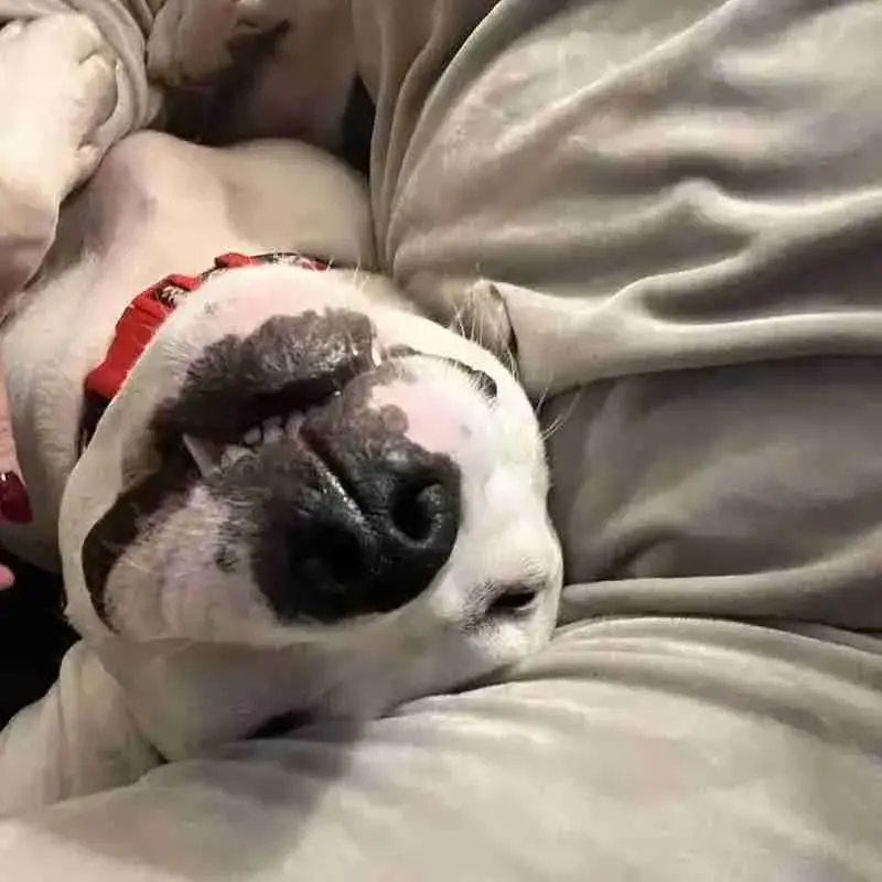 Staffordshire Bull Terrier