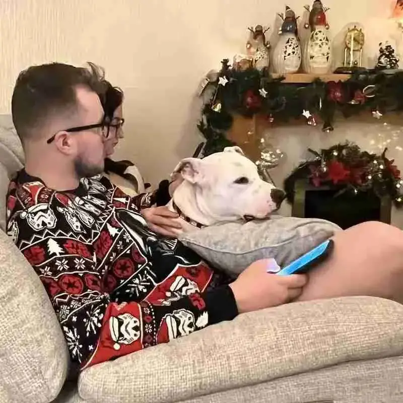 Staffordshire Bull Terrier