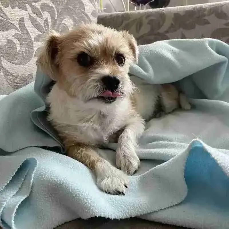 Jack Russell Terrier