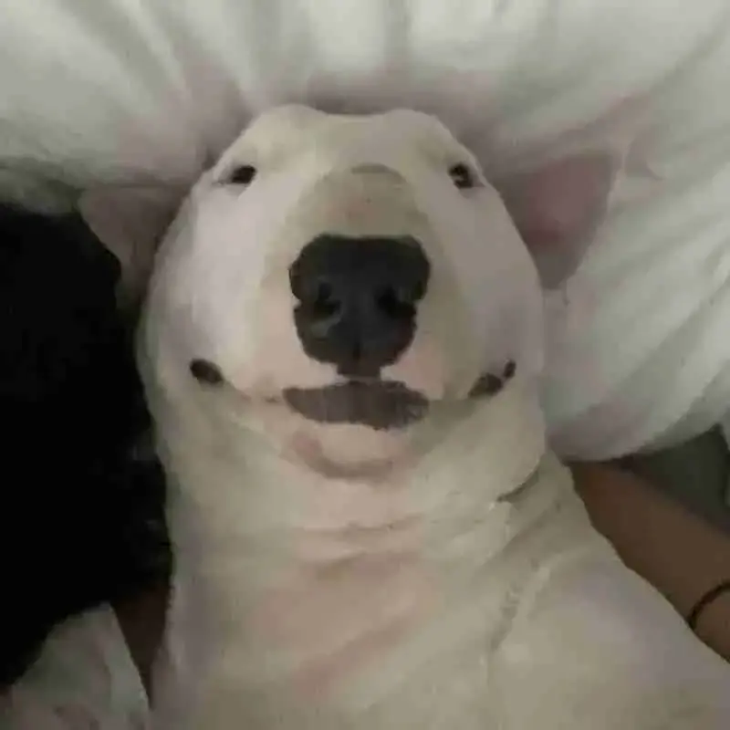Bull Terrier