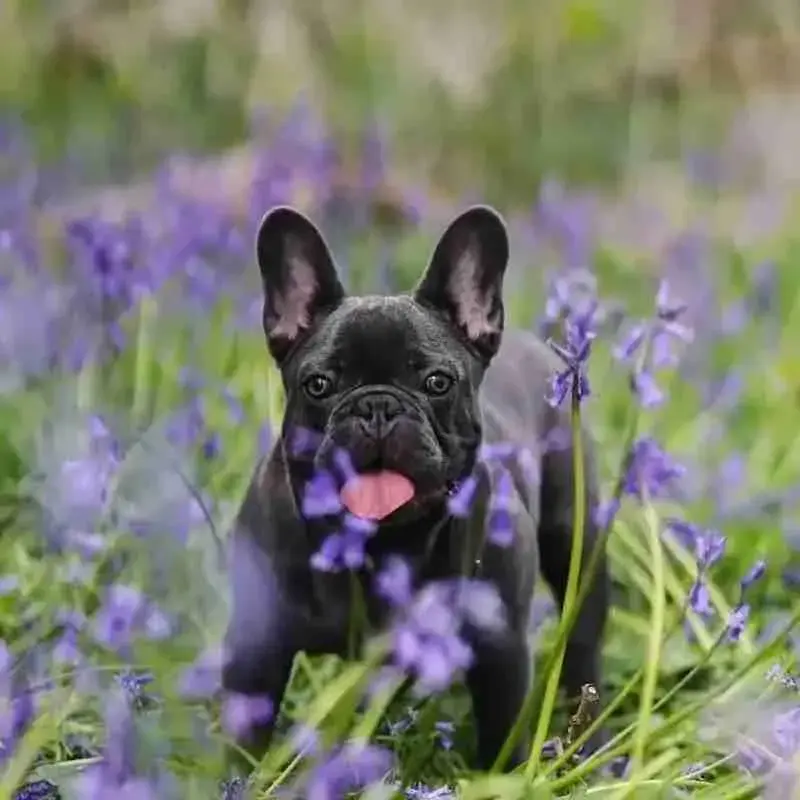 French Bulldog
