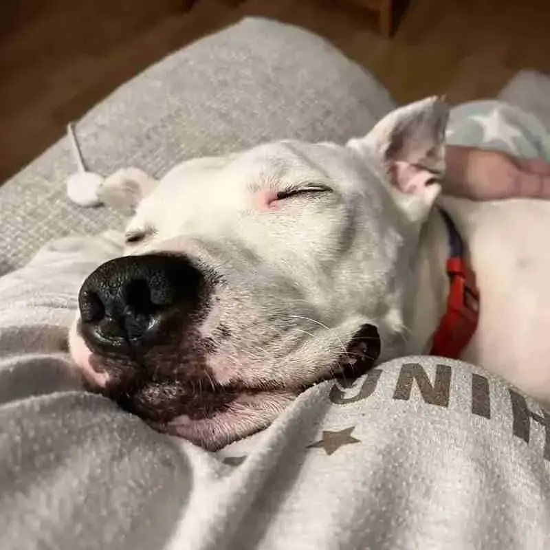 Staffordshire Bull Terrier