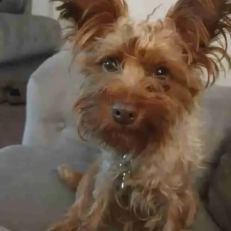 Yorkie Poo (Yorkipoo)