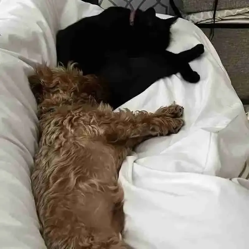 Yorkie Poo (Yorkipoo)