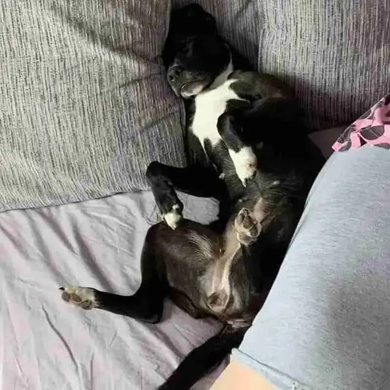 Jack Russell Terrier