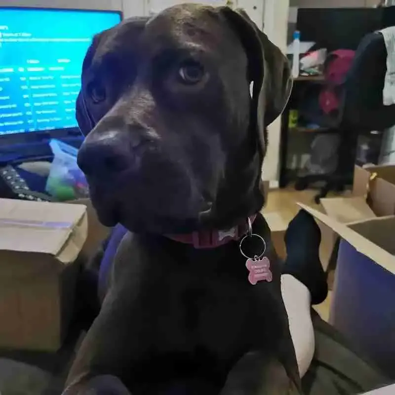 Labrador Retriever