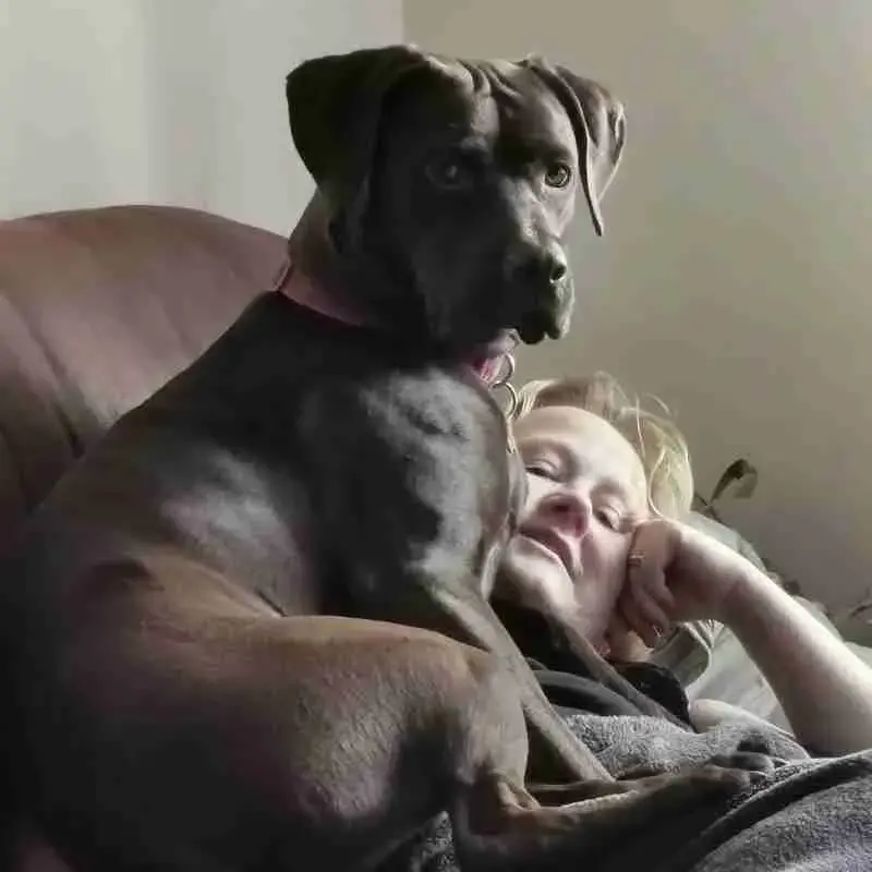 Labrador Retriever