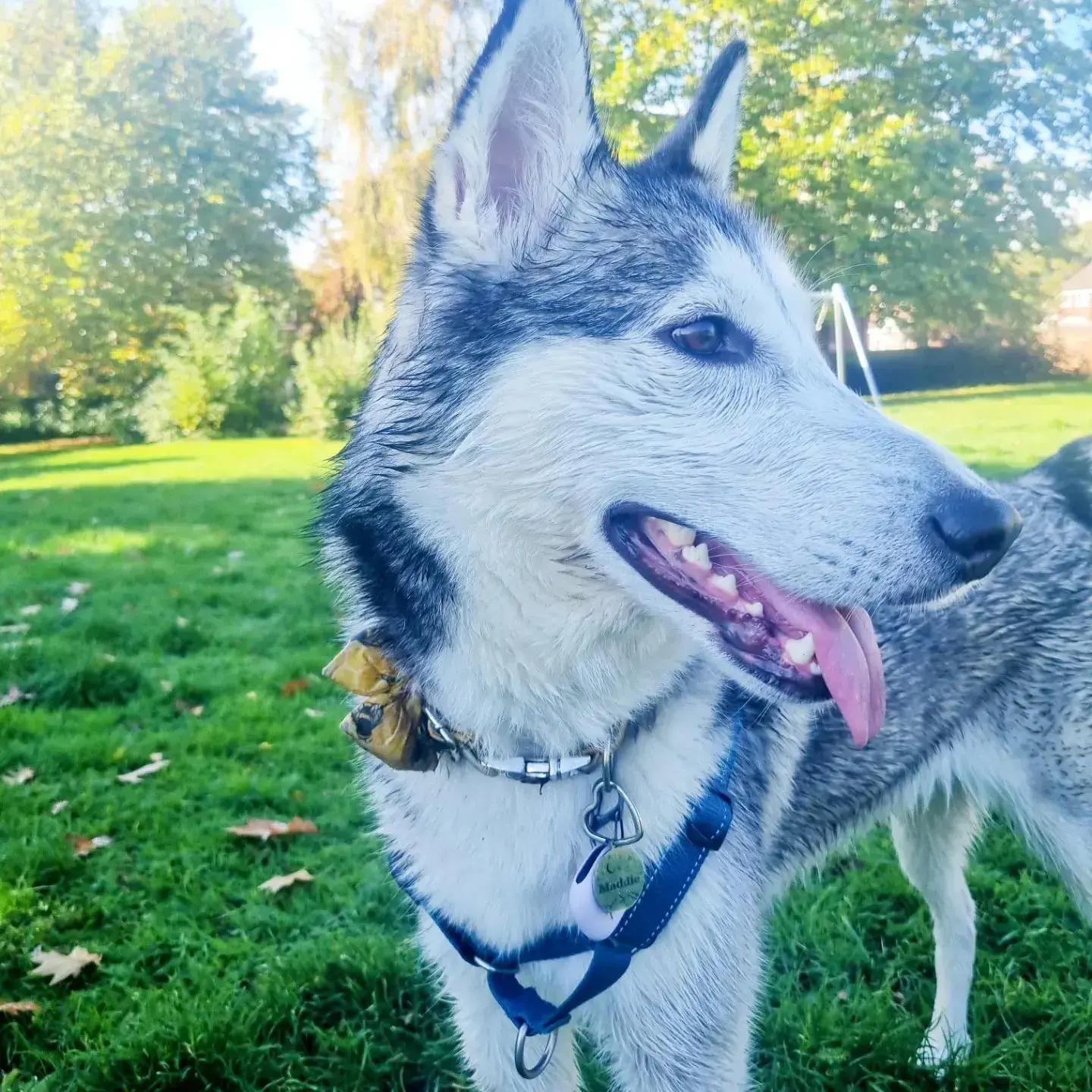 Siberian Husky