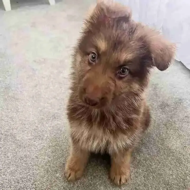 Jack Russell Terrier