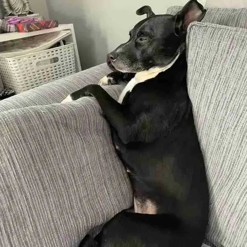 Jack Russell Terrier