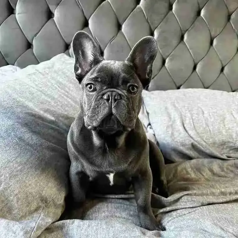 French Bulldog
