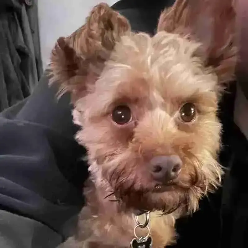 Yorkie Poo (Yorkipoo)