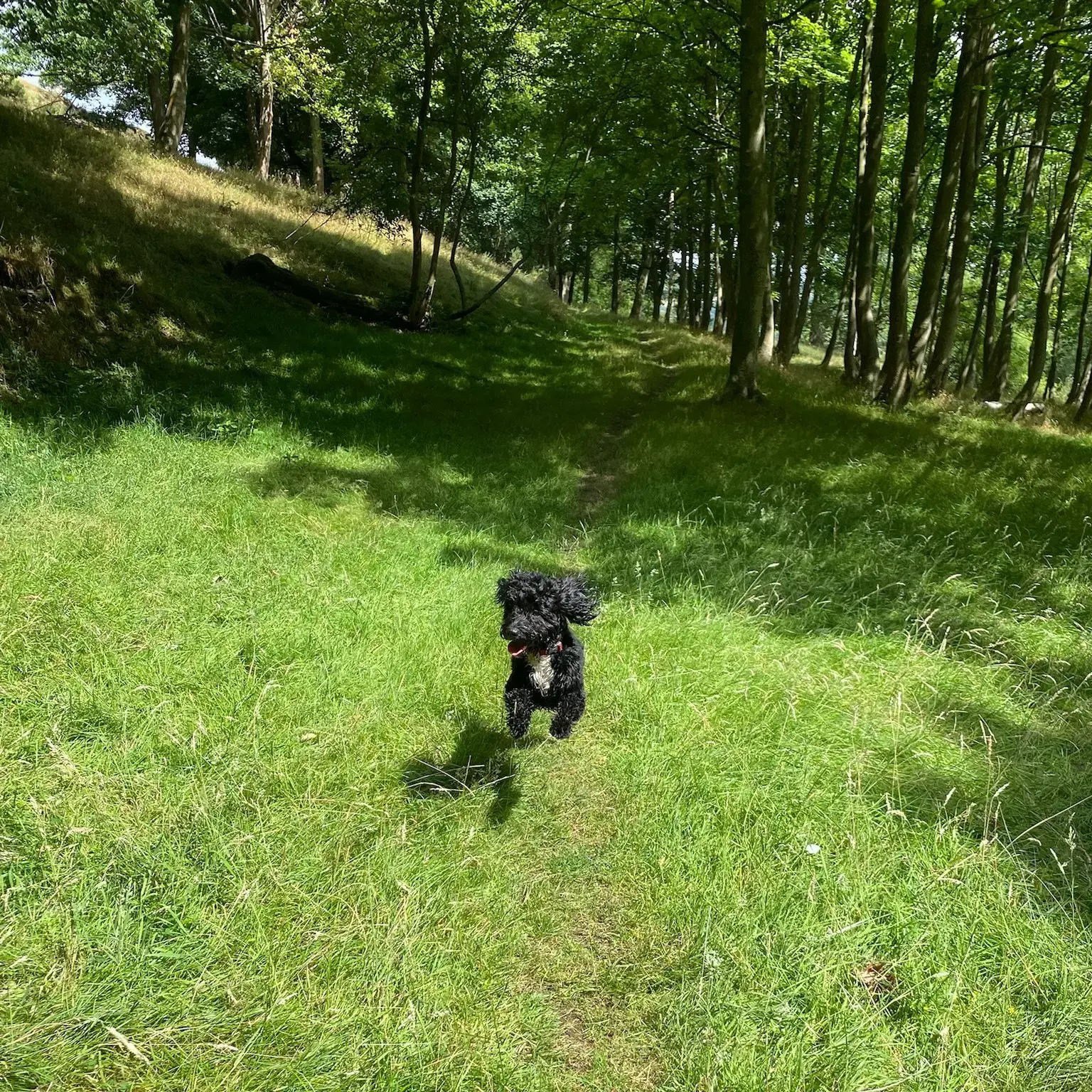 English Springer Spaniel
