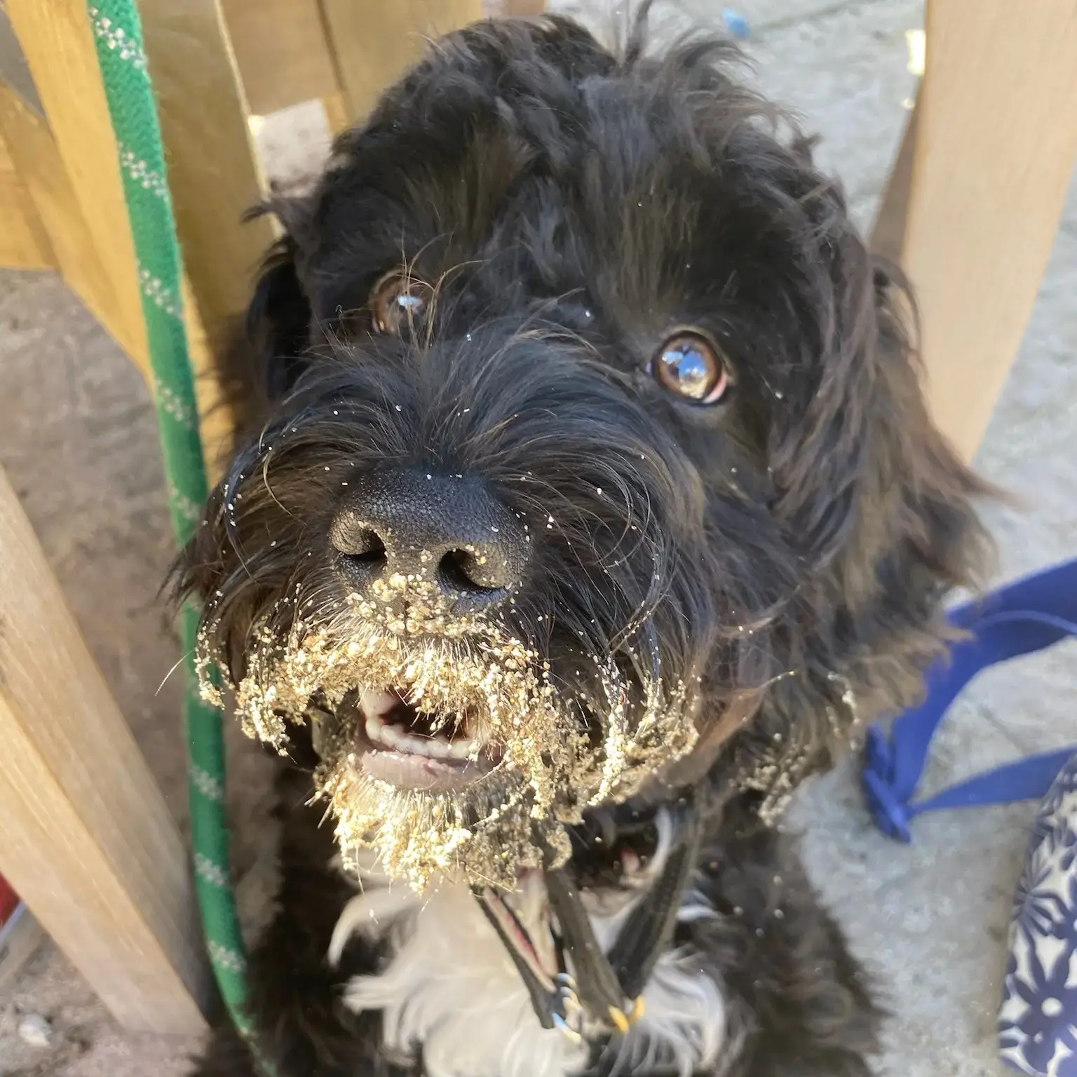 English Springer Spaniel