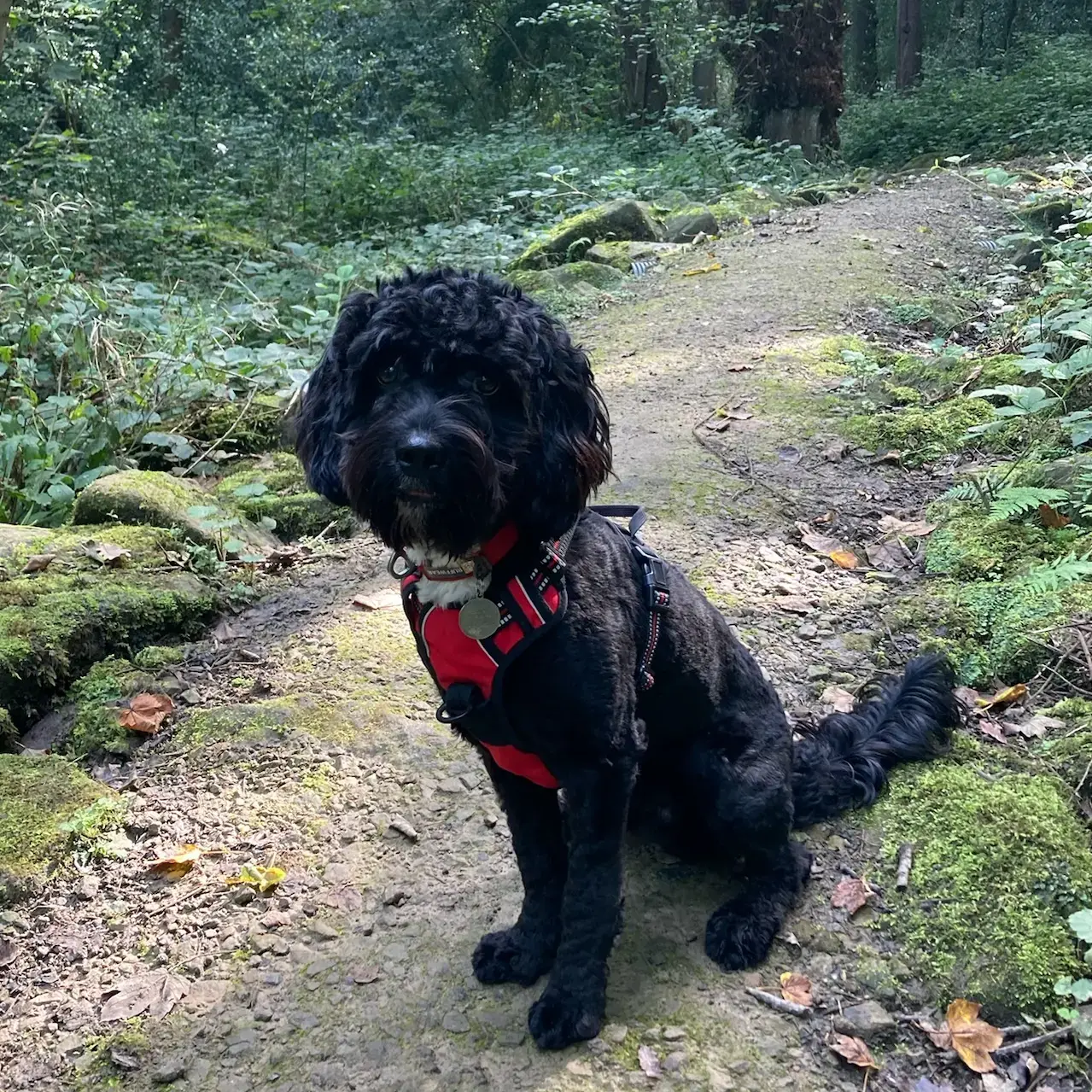 English Springer Spaniel