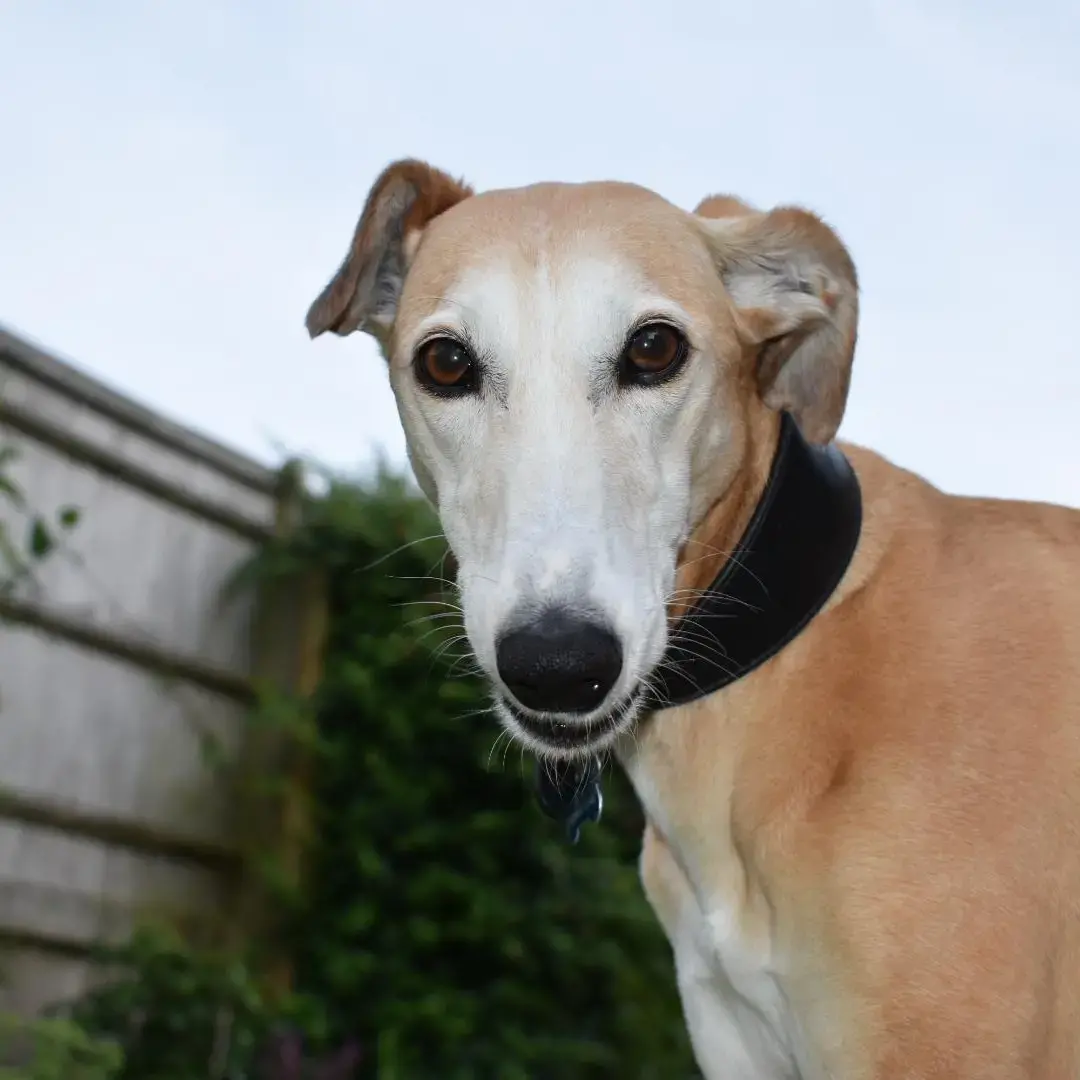 Saluki