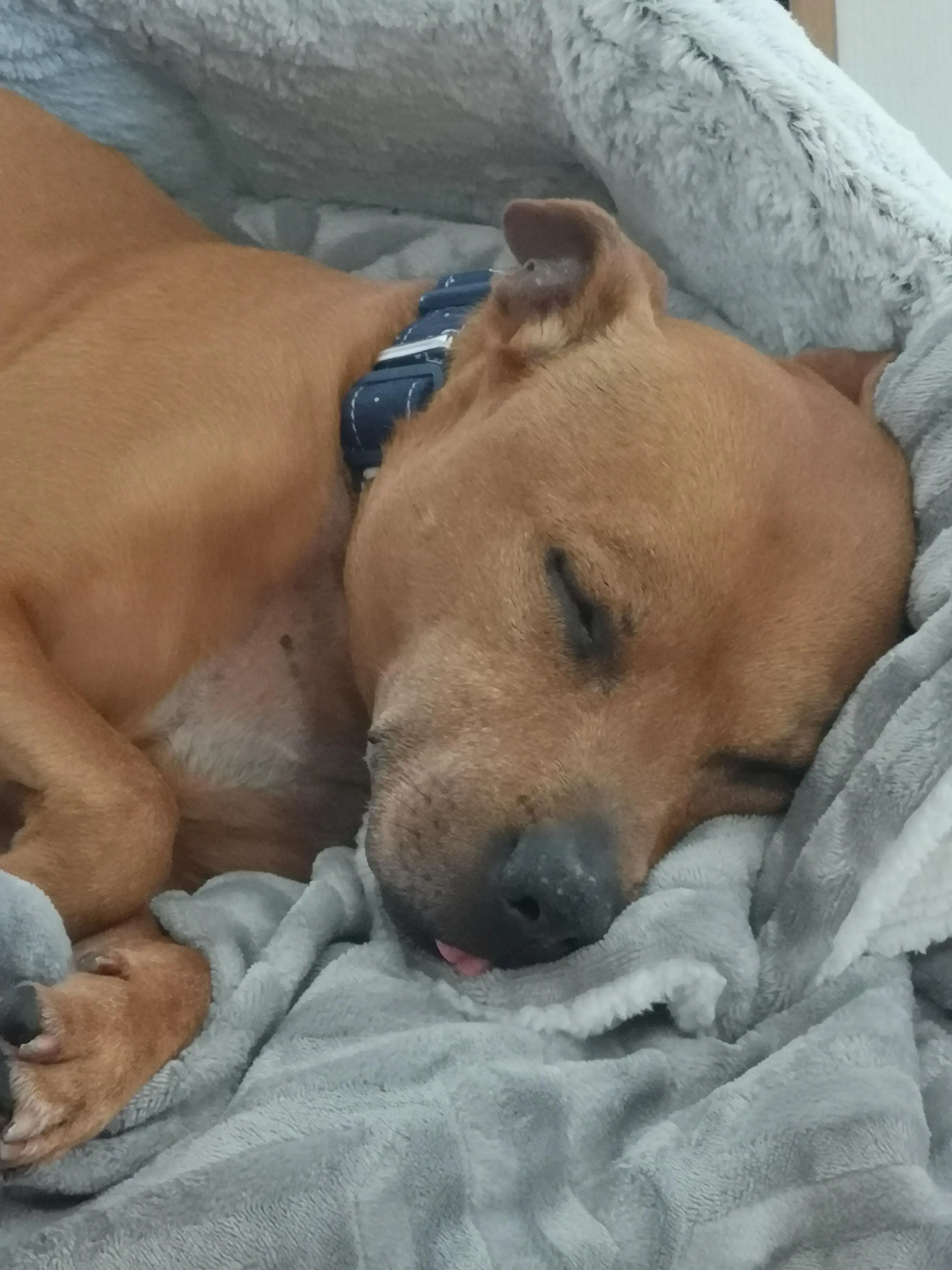 Staffordshire Bull Terrier