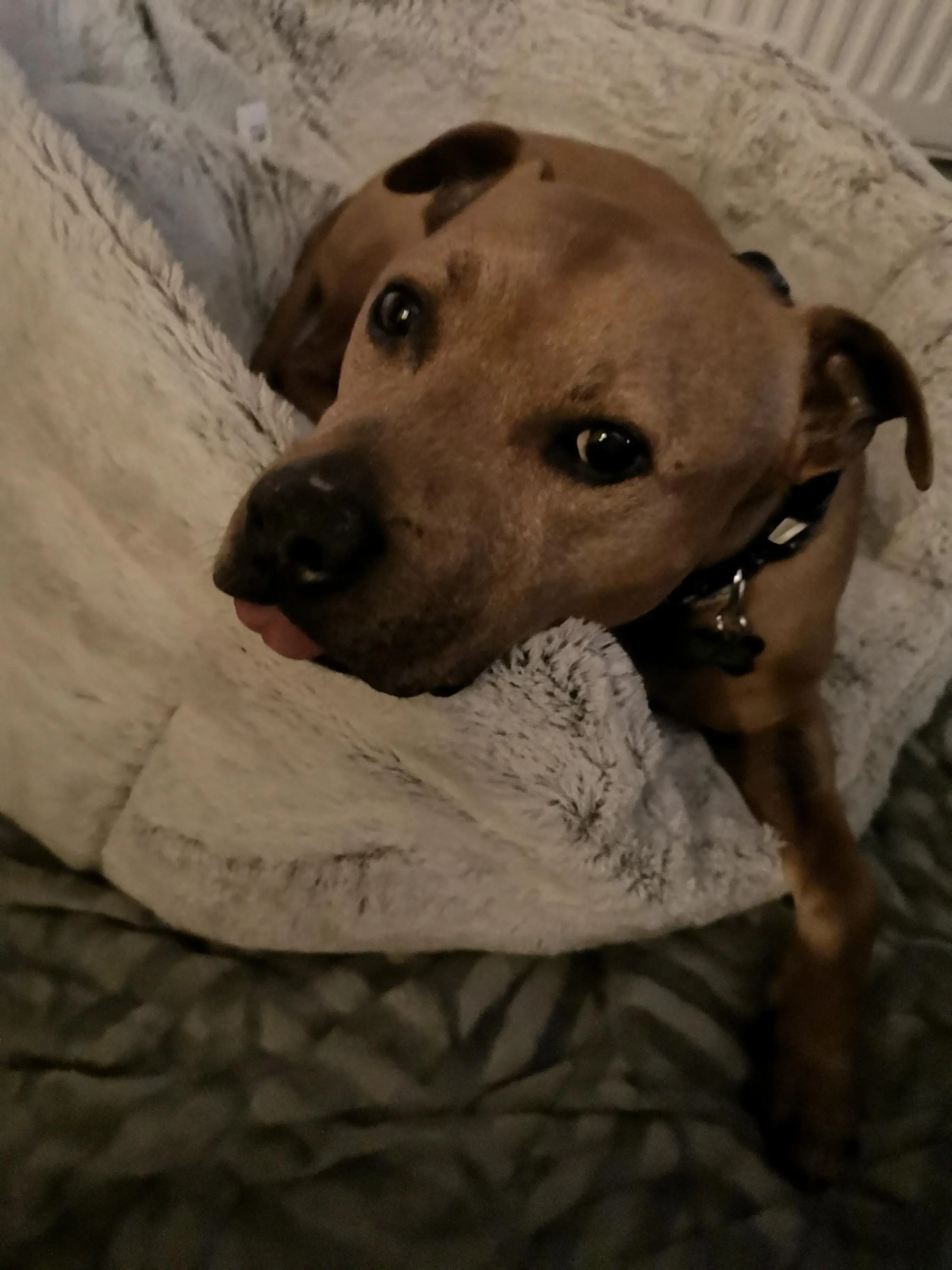 Staffordshire Bull Terrier