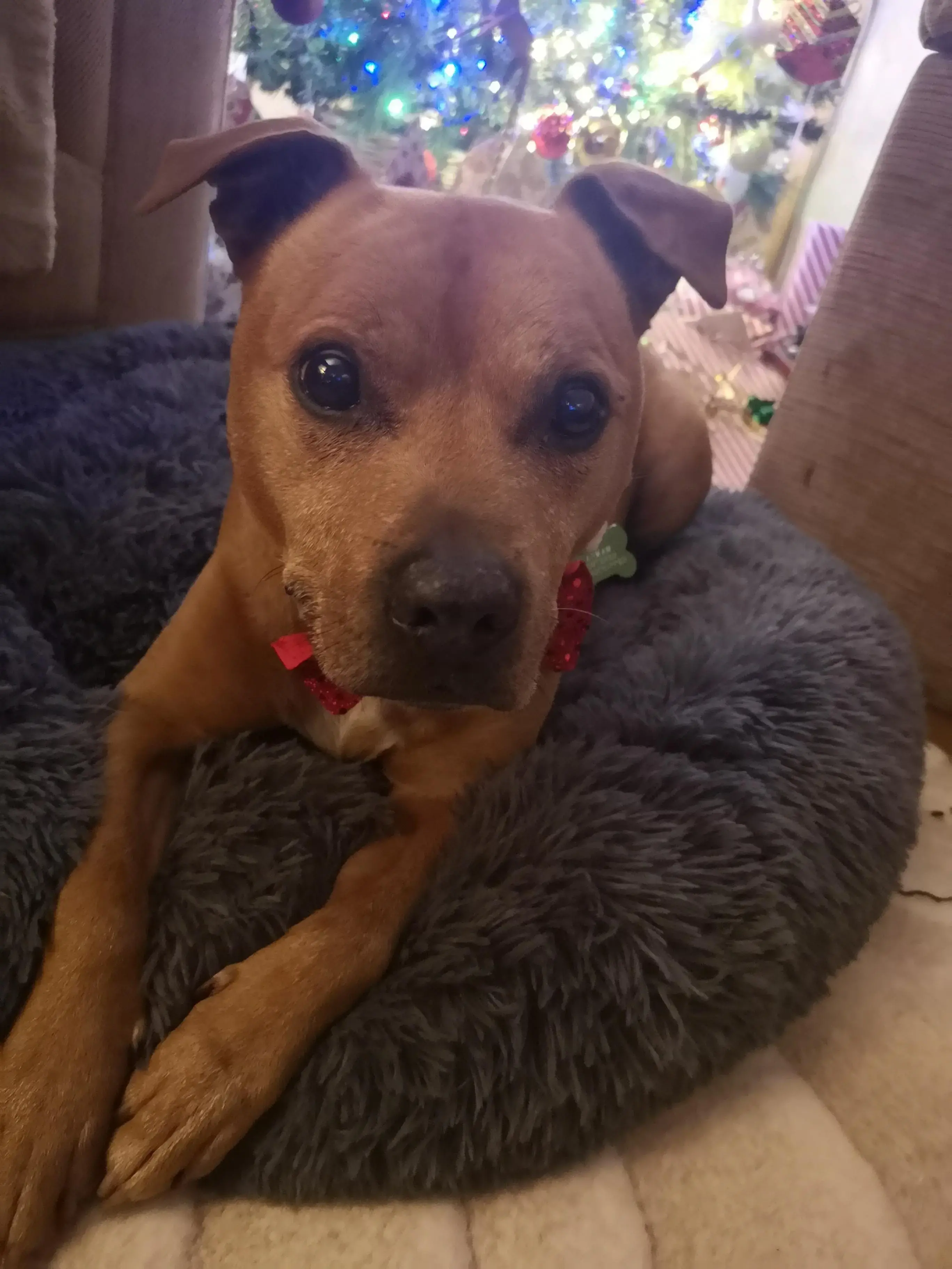 Staffordshire Bull Terrier