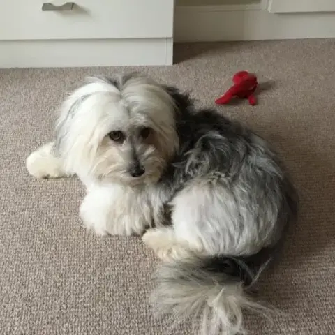 Havanese