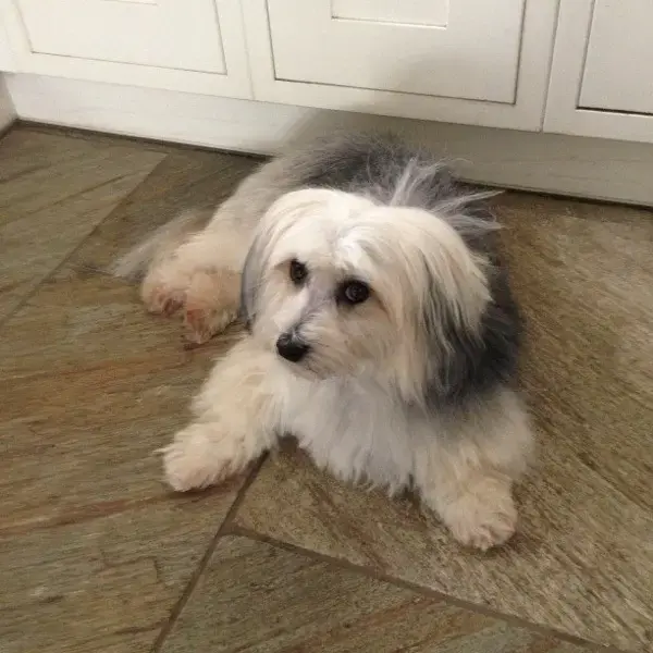 Havanese