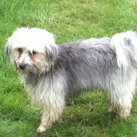 Havanese