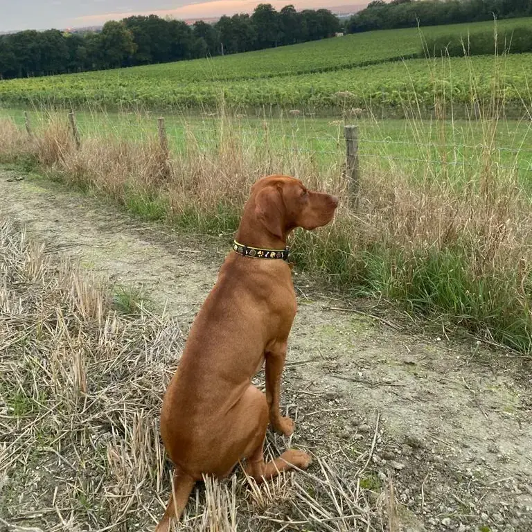 Hungarian Vizsla