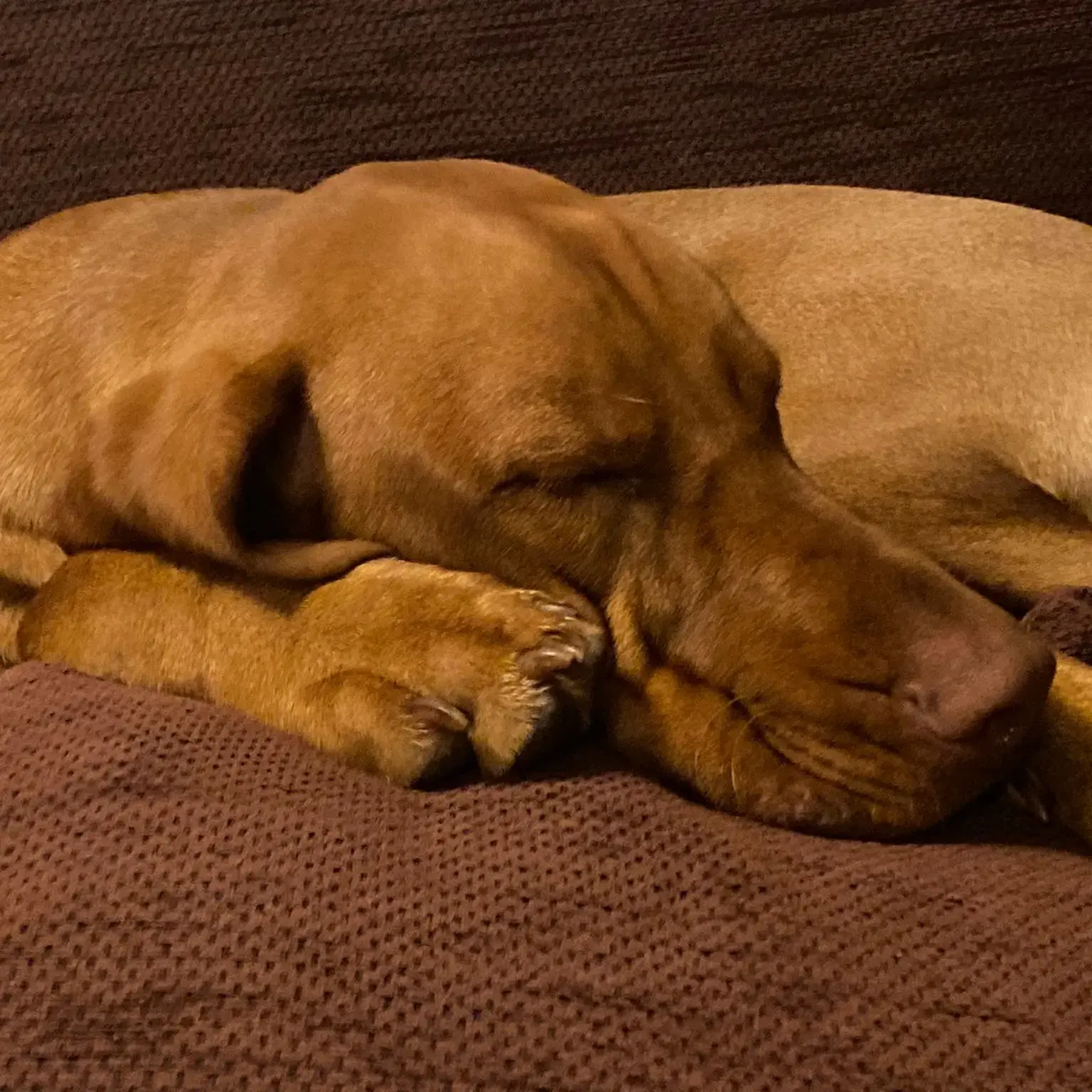 Hungarian Vizsla